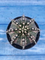 Gymnocalycium T-Rex Pink hybride (Гимнокалициум T-rex)