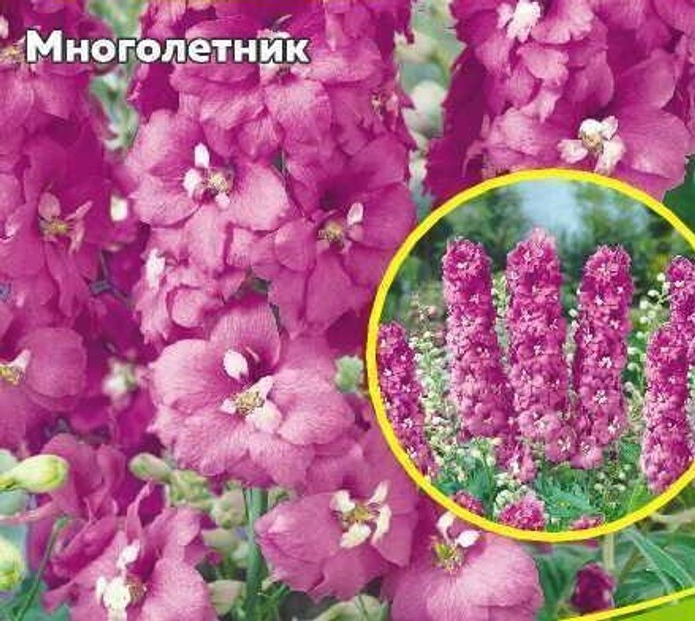 Дельфиниум Розовая бабочка