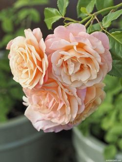 Пич Мельба (Peach Melba)