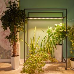 ULT-P71B-100W-SPFB-L105 WHITE WINTERGARDEN Светильник светодиодный накладной. Спектр для фотосинтеза. Корпус белый. Угол 60 градусов. ТМ Uniel