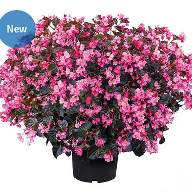 S2232 Бегония вечноцветущая Stonehedge Rose Bronze Leaf 3 шт.