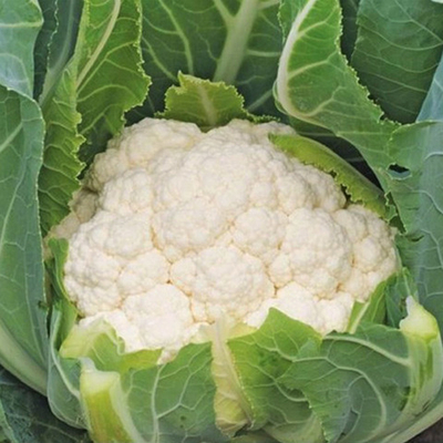 Алмагро F1 семена капусты цветной (Syngenta / Сингента)