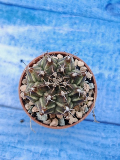Gymnocalycium Friedrichii (Гимнокалициум)