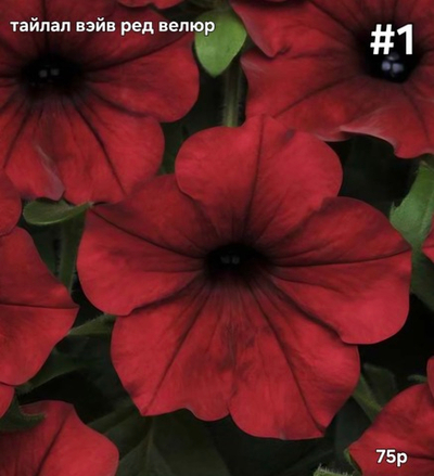 РАССАДА ПЕТУНИИ ТАЙДАЛ ВЭЙВ РЕД ВЕЛЮР № 1