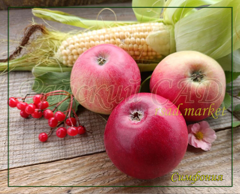 Яблоня Симфония