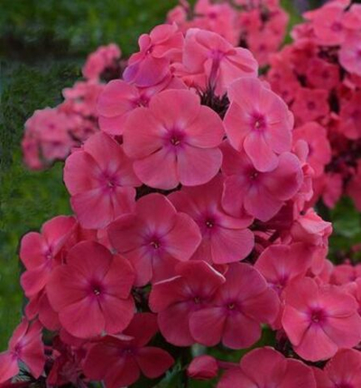 Флокс метельчатый Римма