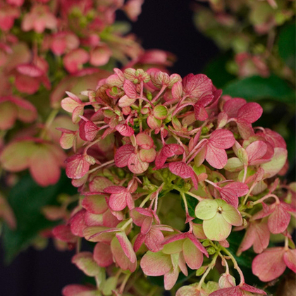 Гортензия метельчатая Little Blossom