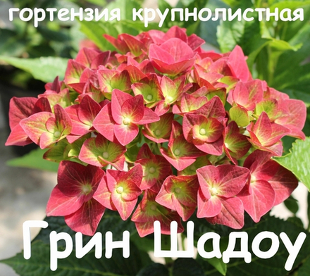 GREEN SHADOW/ГРИН ШАДОУ  (Стандарт поставки Р9)2025г.