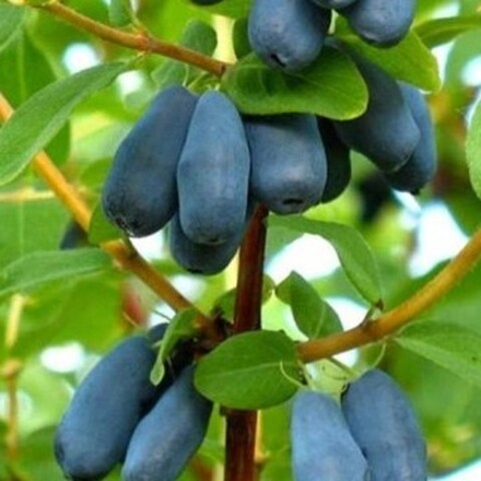 Жимолость Лебёдушка