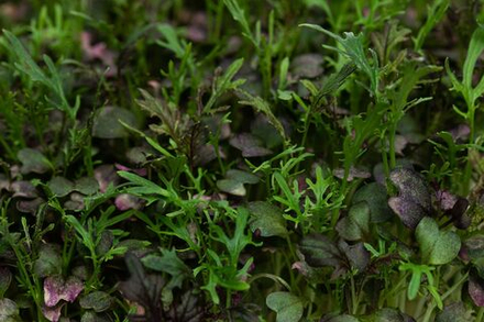 Микрозелень Мизуна