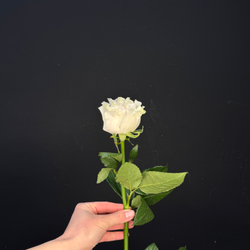 Роза cotton expression / 1 шт