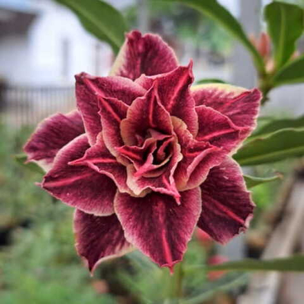 Адениум BROWN GRETA