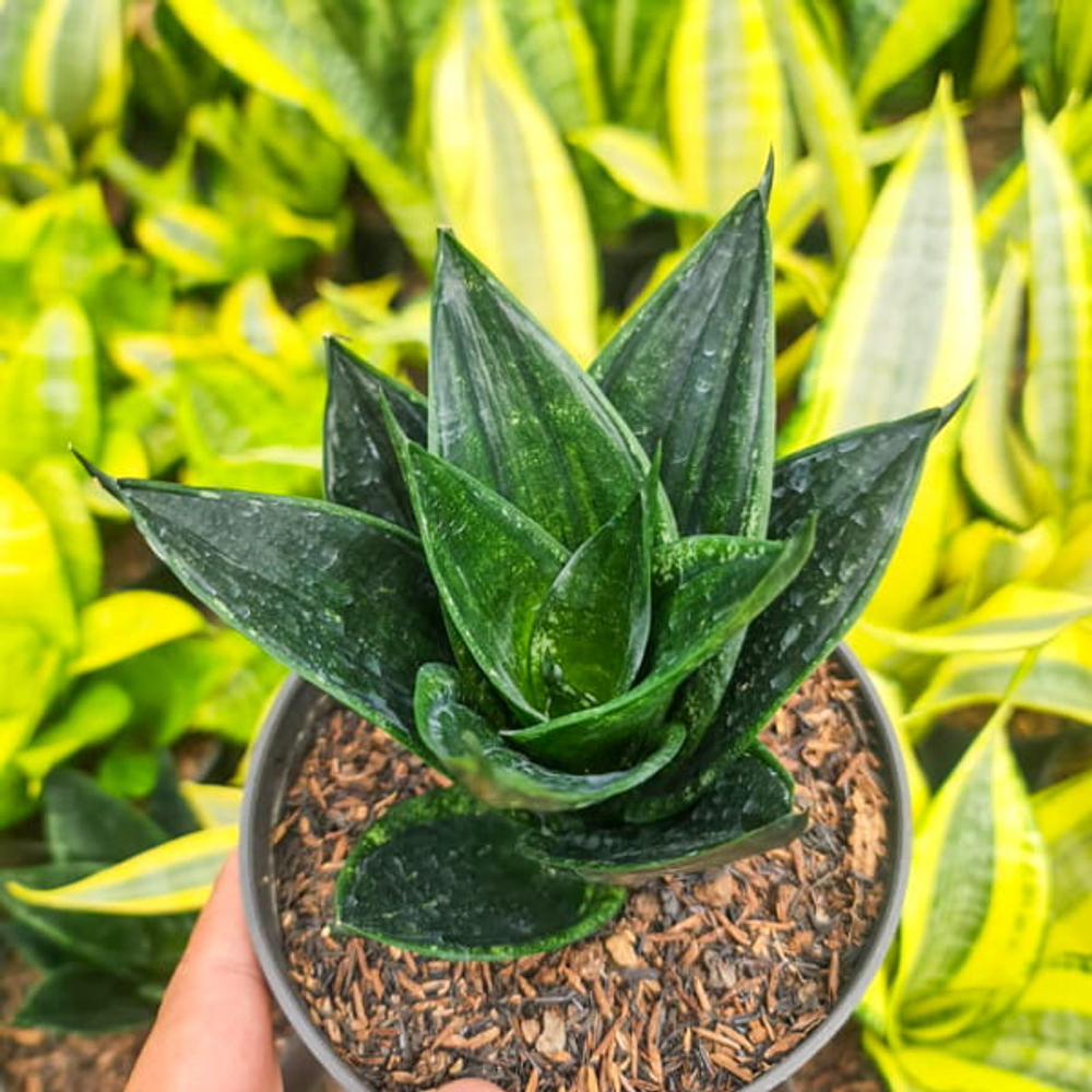 Сансевиерия HAHNII JADE