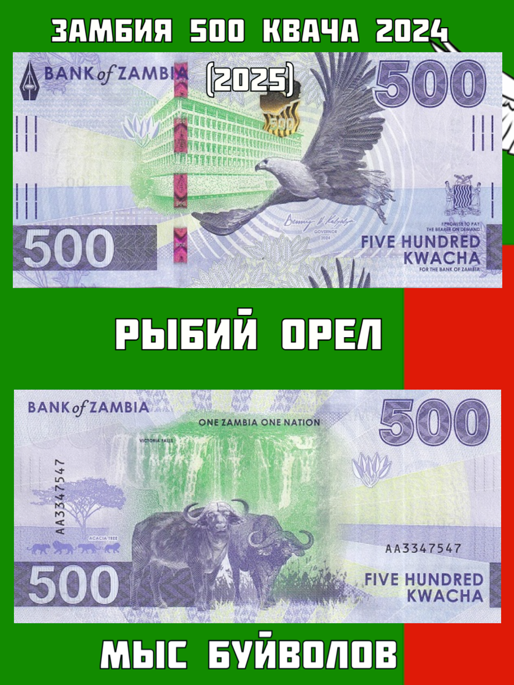 Замбия 500 квача 2024 (2025) Мыс Буйволов UNC