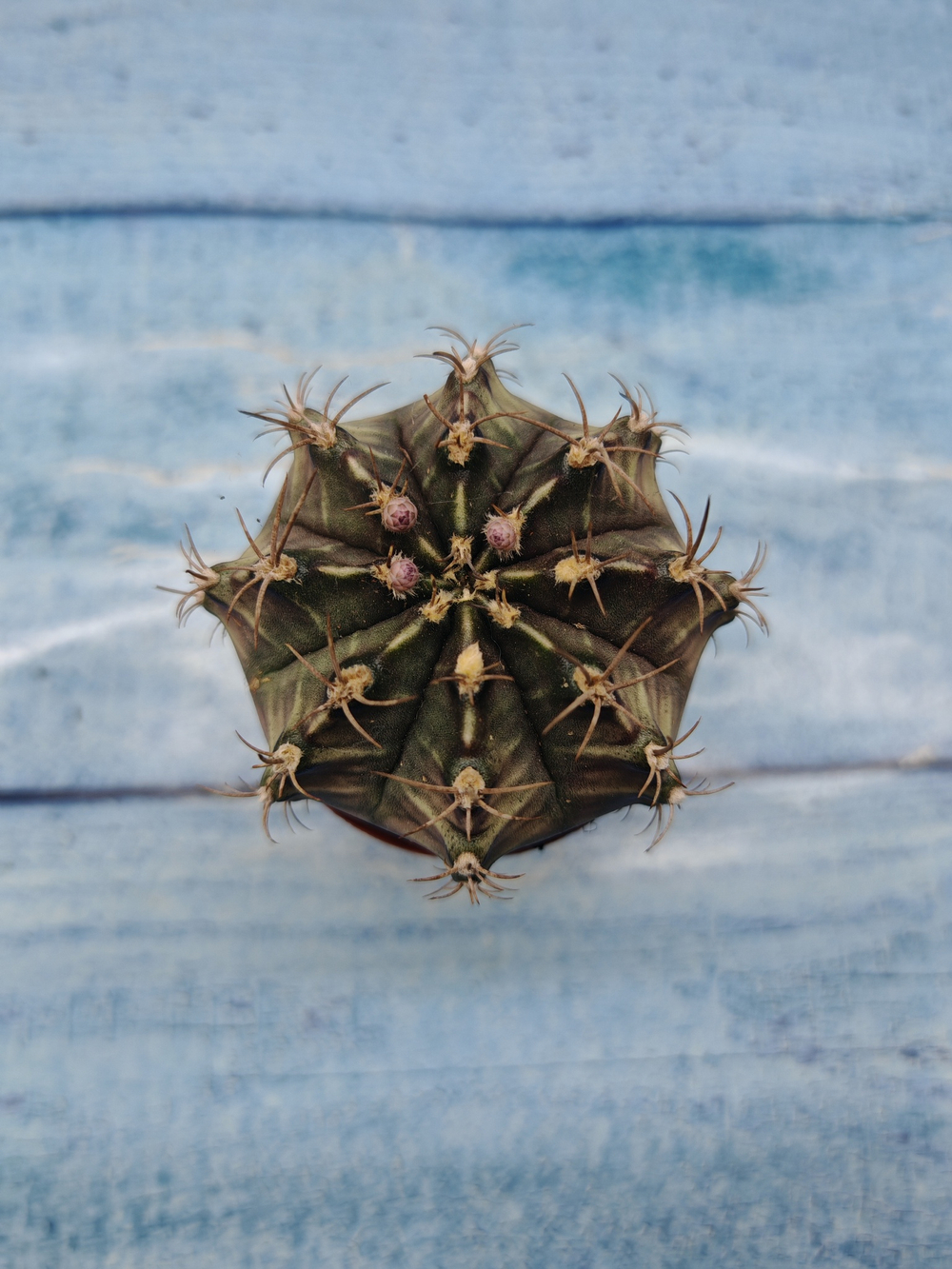 Gymnocalycium Friedrichii (Гимнокалициум)