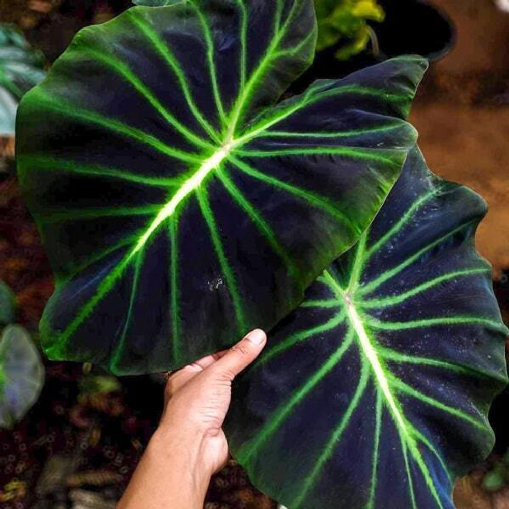 Колоказия LUMINOVA