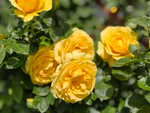 Sommergold (Соммерголд)