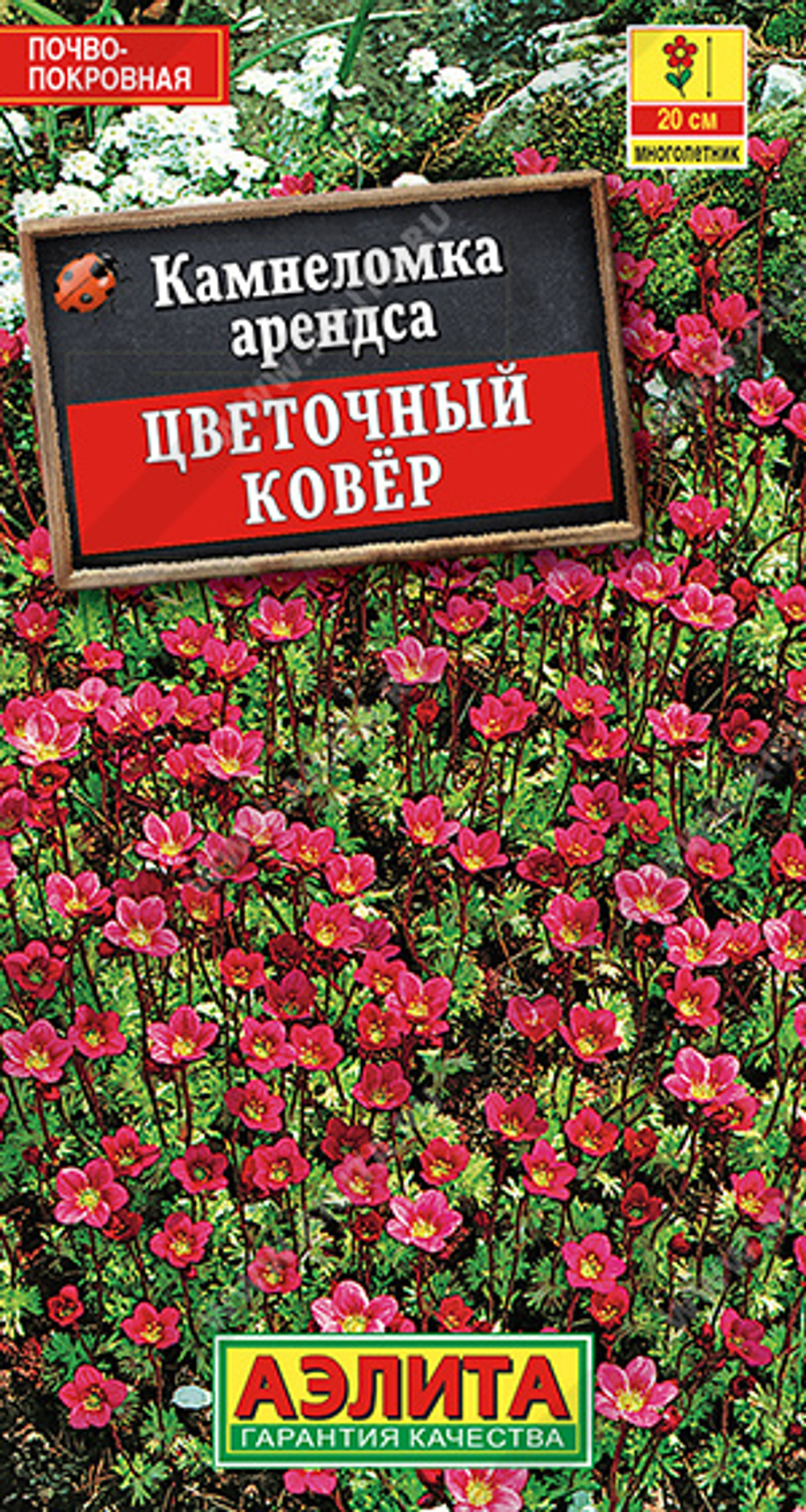 Камнеломка Цветочный ковер