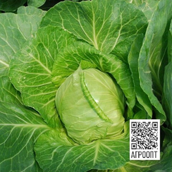Етма F1 семена капусты белокочанной (Rijk Zwaan / Райк Цваан)
