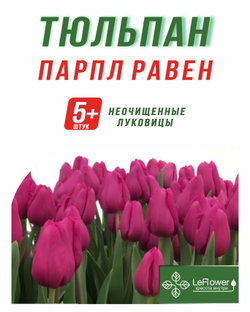 Тюльпан Луковица,Парпл Равен, 5+шт