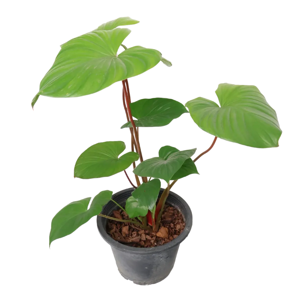 Хамаломена