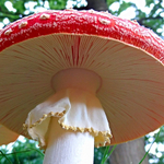 МХМ красный/таблетки