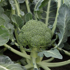 МОНРЕЛЛО F1 семена капусты брокколи (Syngenta | Alexagro)