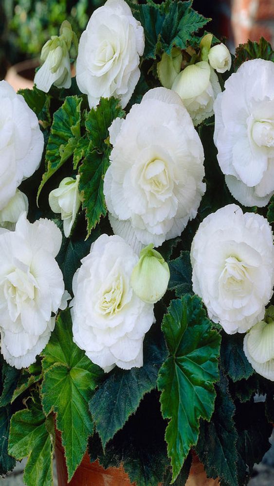 Бeгoния клубневая "ЖМ. Дaбл Baйт" 1шт, Нидерланды.