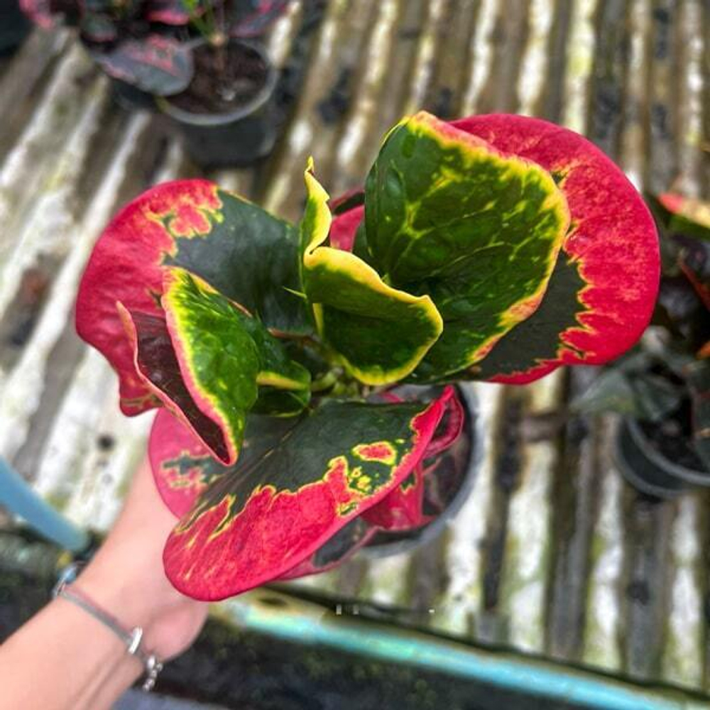 Кротон THA CHALOM