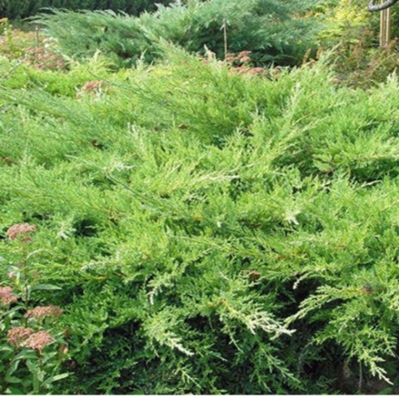 Можжевельник казацкий Рокери Джем (Sabina Rockery Gem) р9 август 2026 г