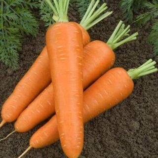 Морковь Олимпо F1 5 грамм