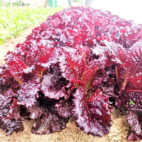 Салат Ранний Гранатовый Цветок - Early Pomegranate Flower