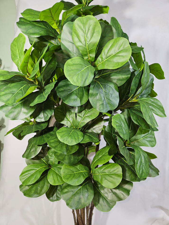 Фикус Лирата Робуста 160см в кашпо