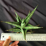 Сансевиерия PLABU