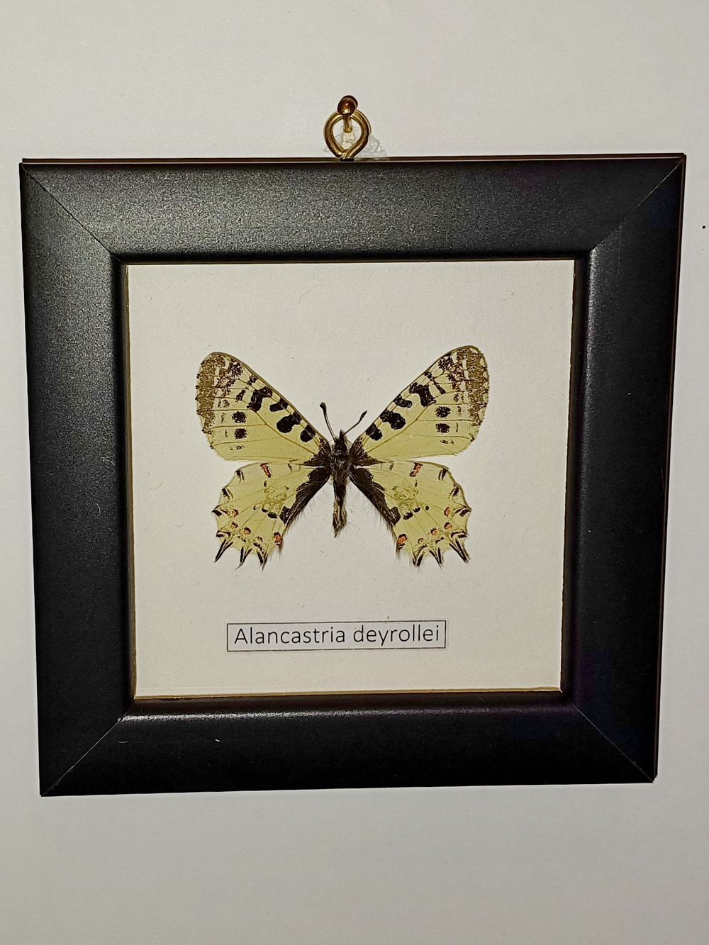 Бабочка Alancastria deyrollei в рамке