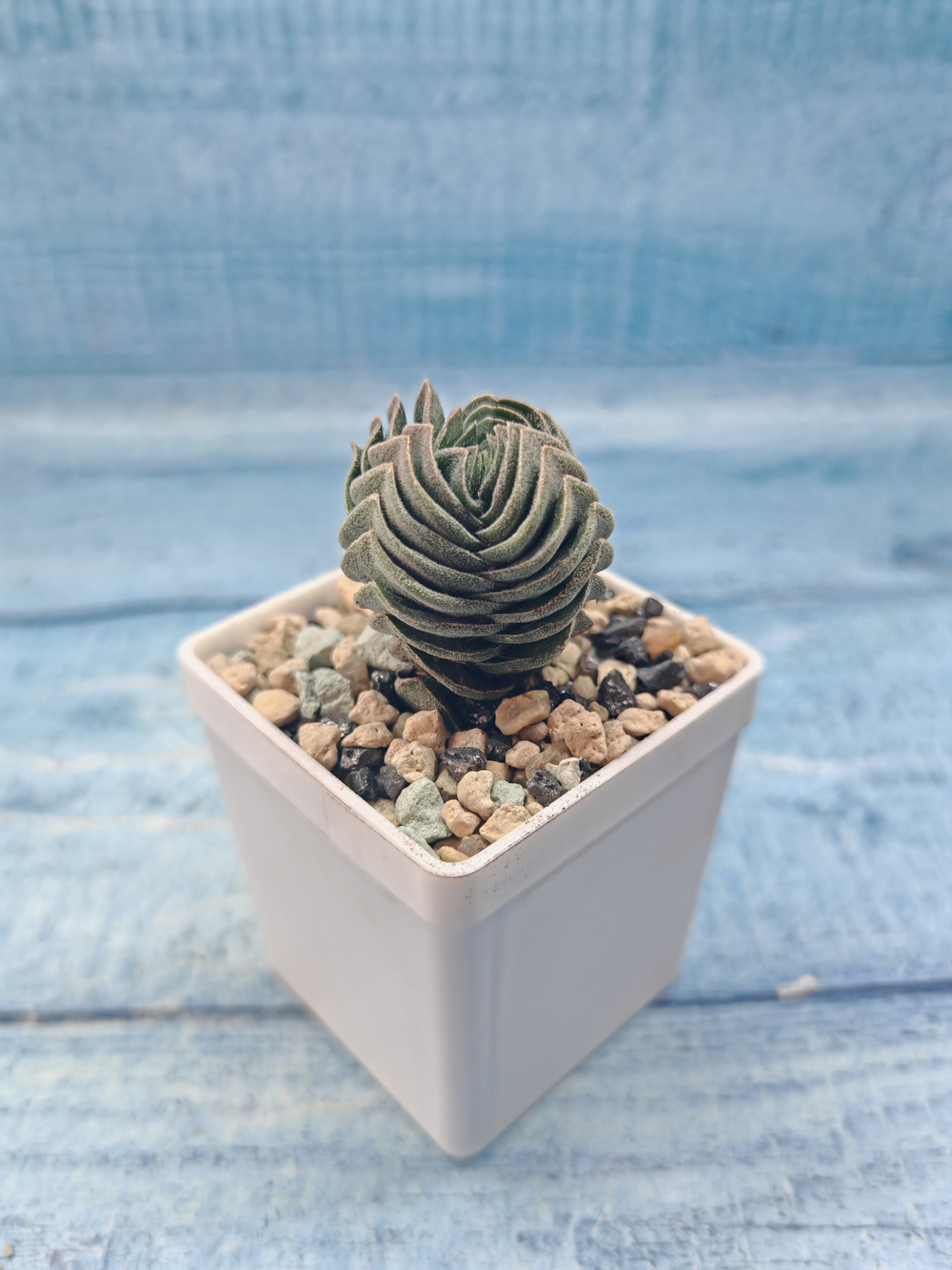 Crassula Buddha Temple (Крассула Храм Будды)