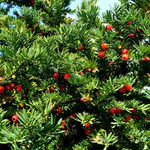 Тис ягодный Хилли С15 30-40