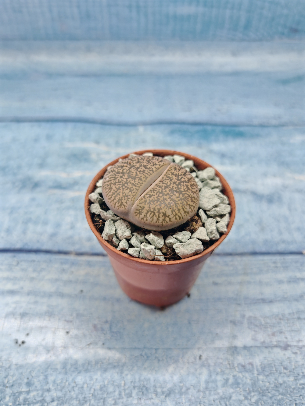 Lithops sp. (Литопсы)