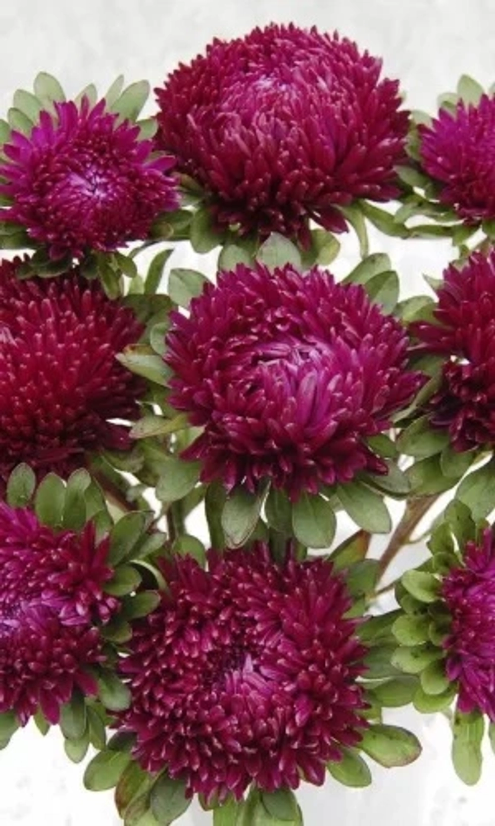 Семена Астра пионовидная Королева в вишнево-розовом 0,25 гр (УД) Е/П