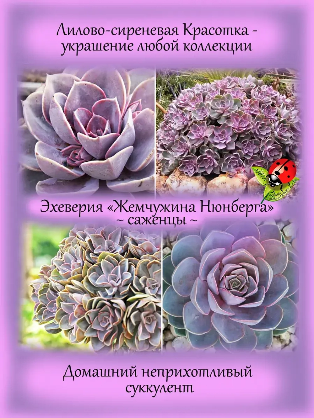 Эхеверия Жемчужина Нюнберга розовая