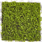 Панель мох с мюленбекией на резиновой основе 50Х50 см.