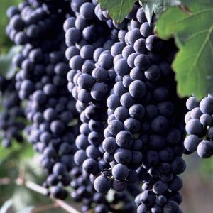 Альянико (Aglianico) - сорт чёрного винограда