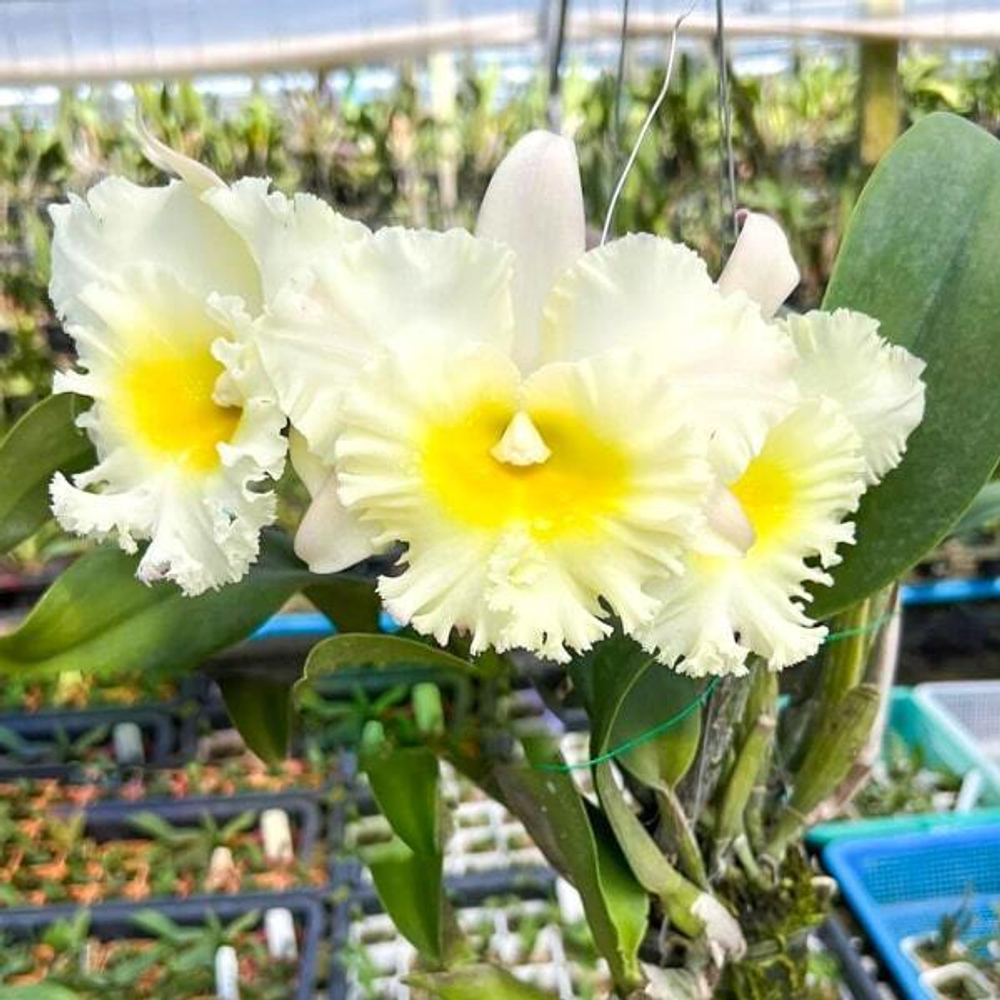 Орхидея ринхолелиокаттлея RLC. SIAM WHITE THE BEST WHITE