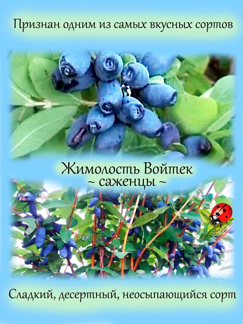 Жимолость Войтек съедобная вкусная