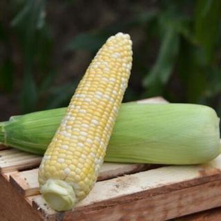 Кукуруза Камберленд F1 5000 (семян)