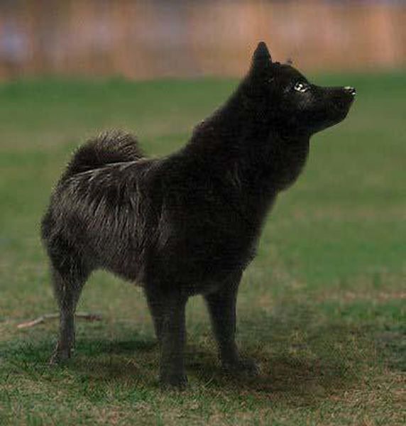 Шведский лаппхунд Шведский лаппхунд