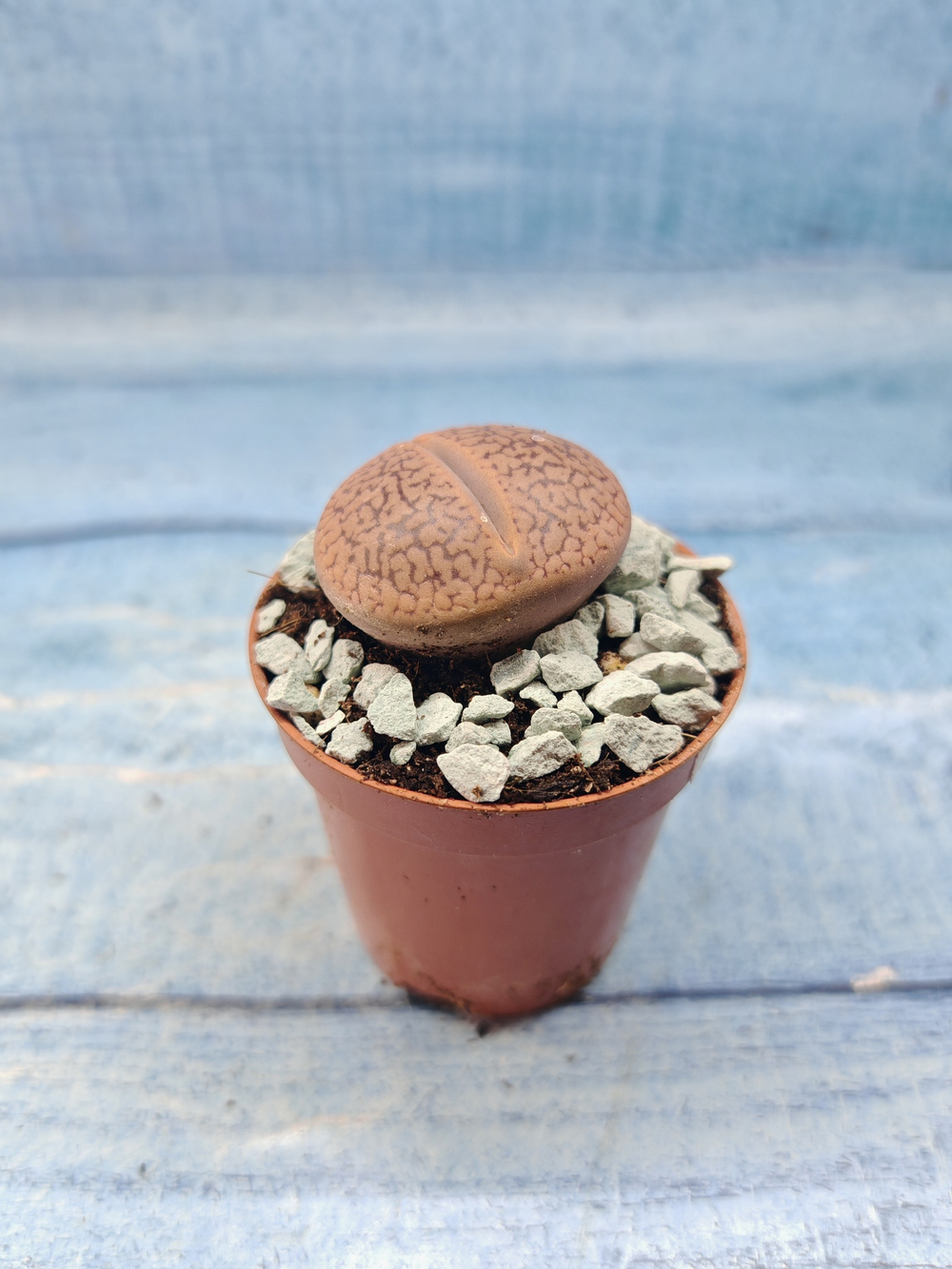 Lithops sp. (Литопсы)