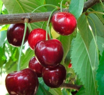 Вишня Превосходная Колесниковой