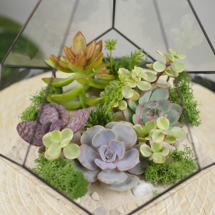 Флорариум с суккулентами Капля Laaroom