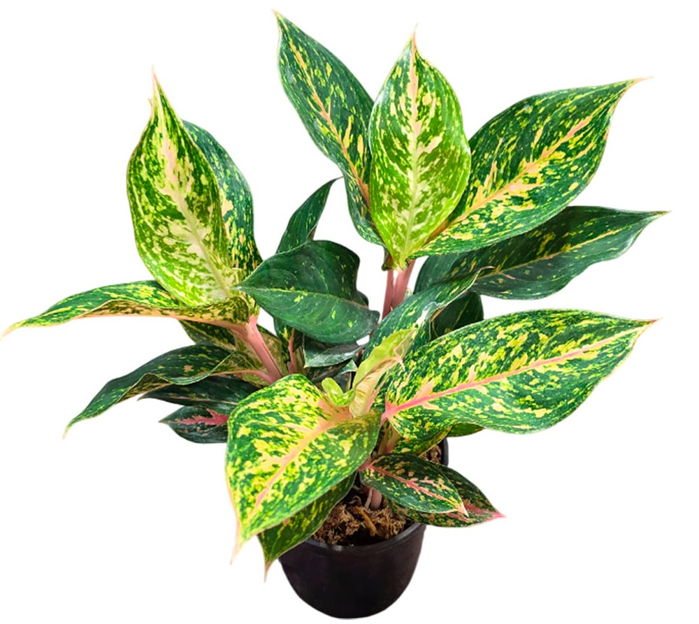 Аглаонема Фаерворкс